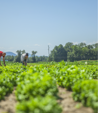 International Conference on Agricultural